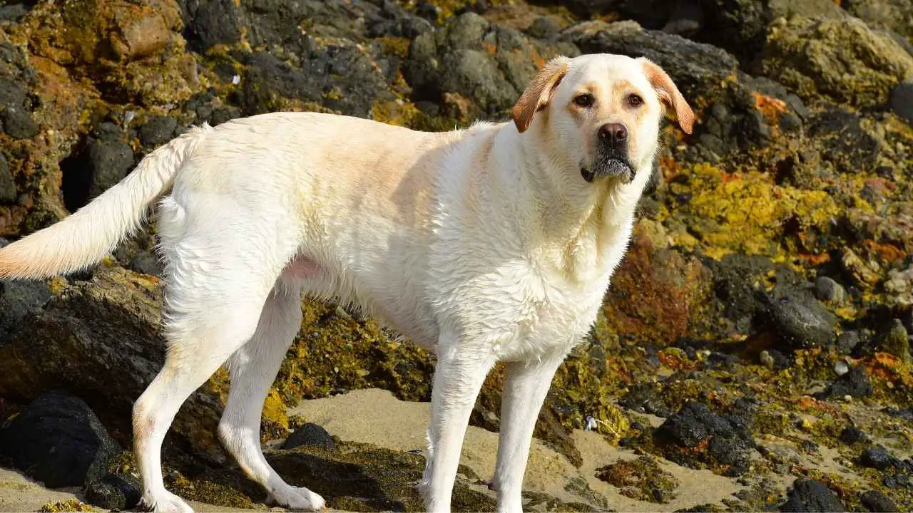 Labradori retriiver