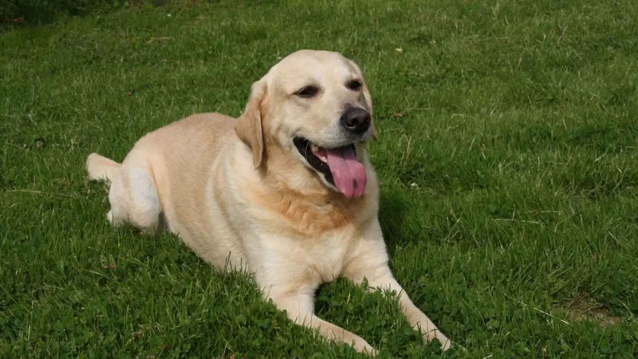 Labradori retriiver