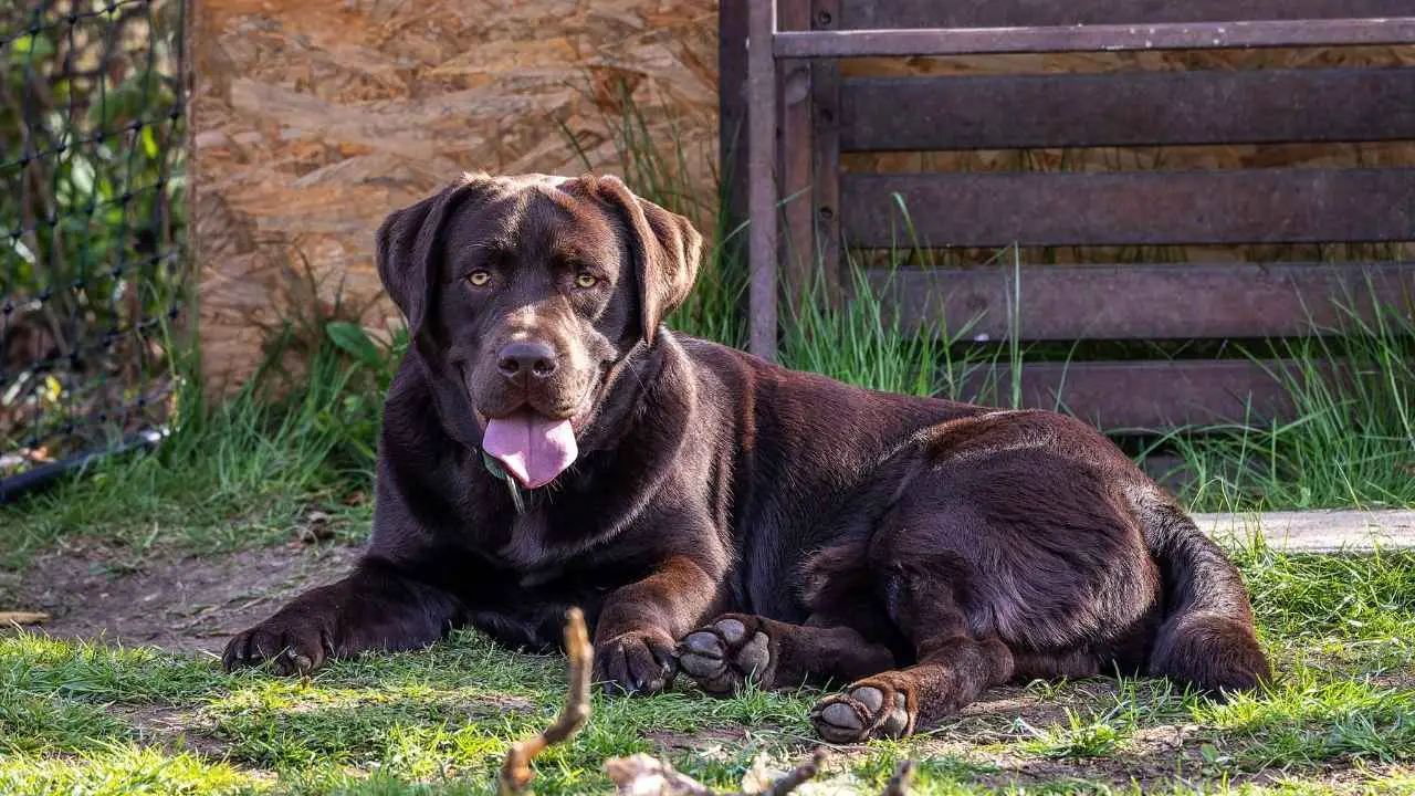 Labradori retriiver