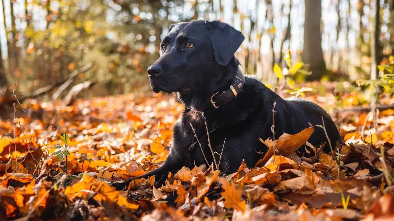 Labradori retriiver