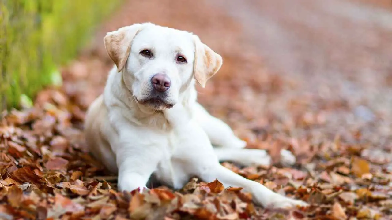 Labradori retriiver