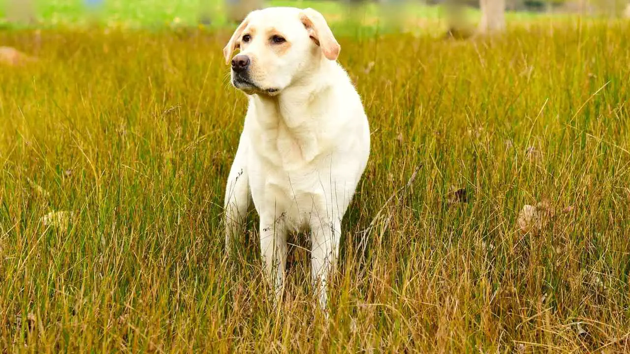 Labradori retriiver