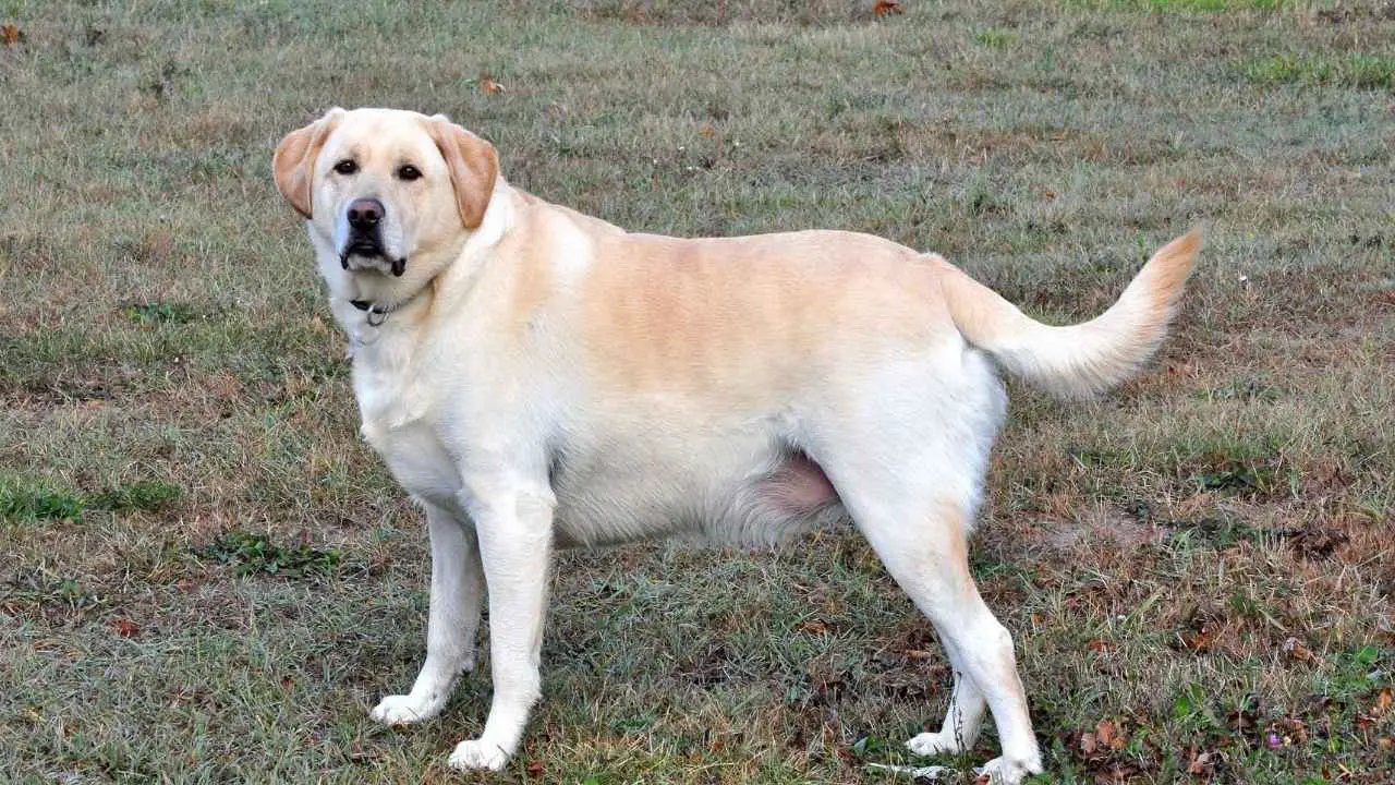 Labradori retriiver