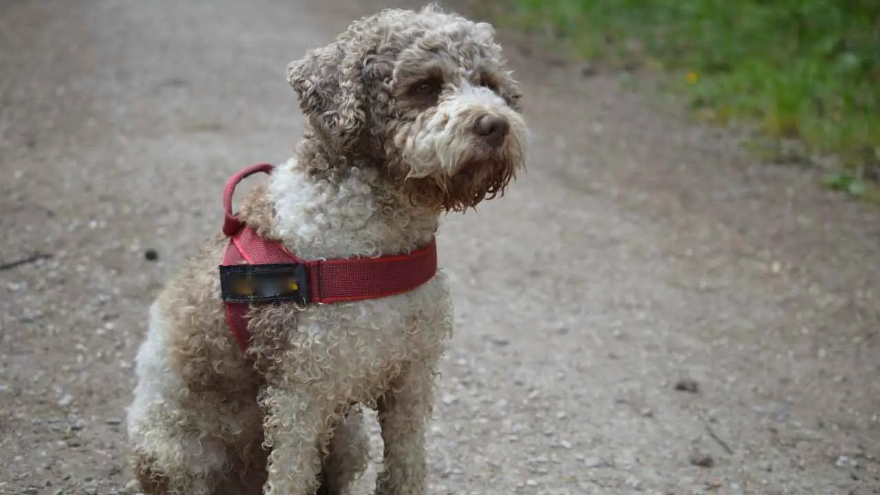 Lagotto Romagnolo