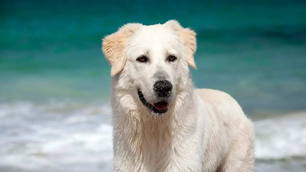 Maremma lambakoer