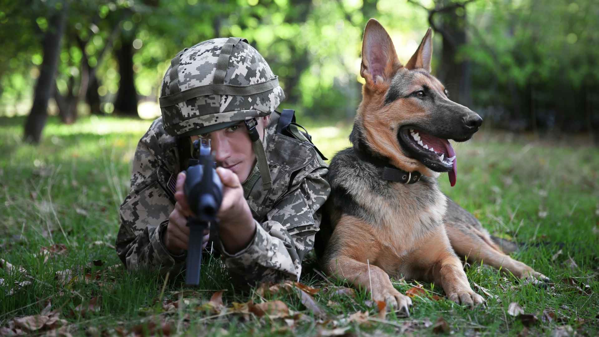 Military Dog Breeds