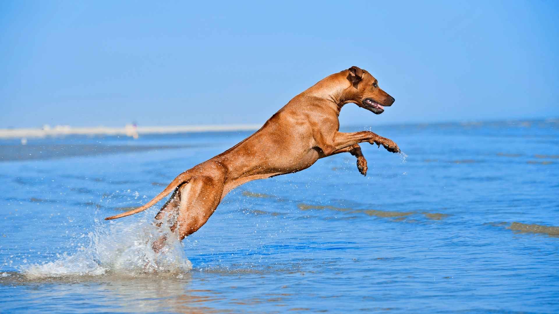 Most Athletic Dog Breeds 1