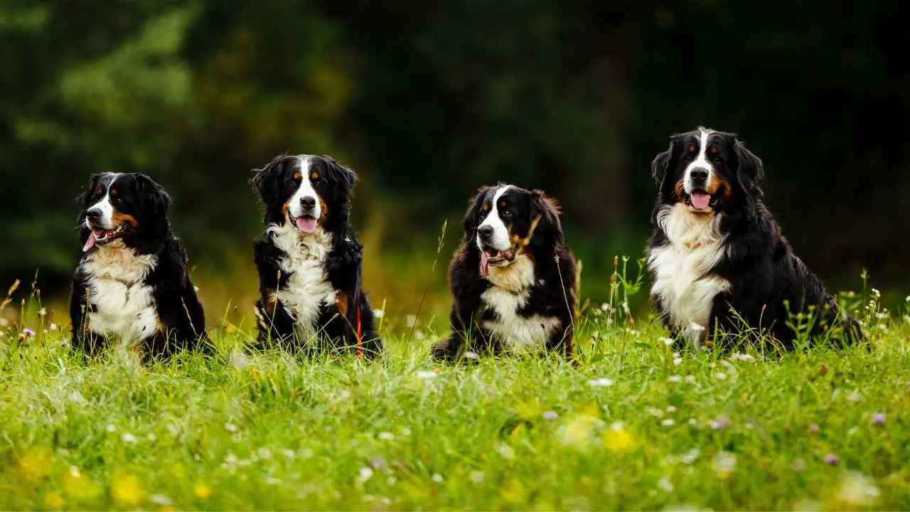 Mountain Dog Breeds