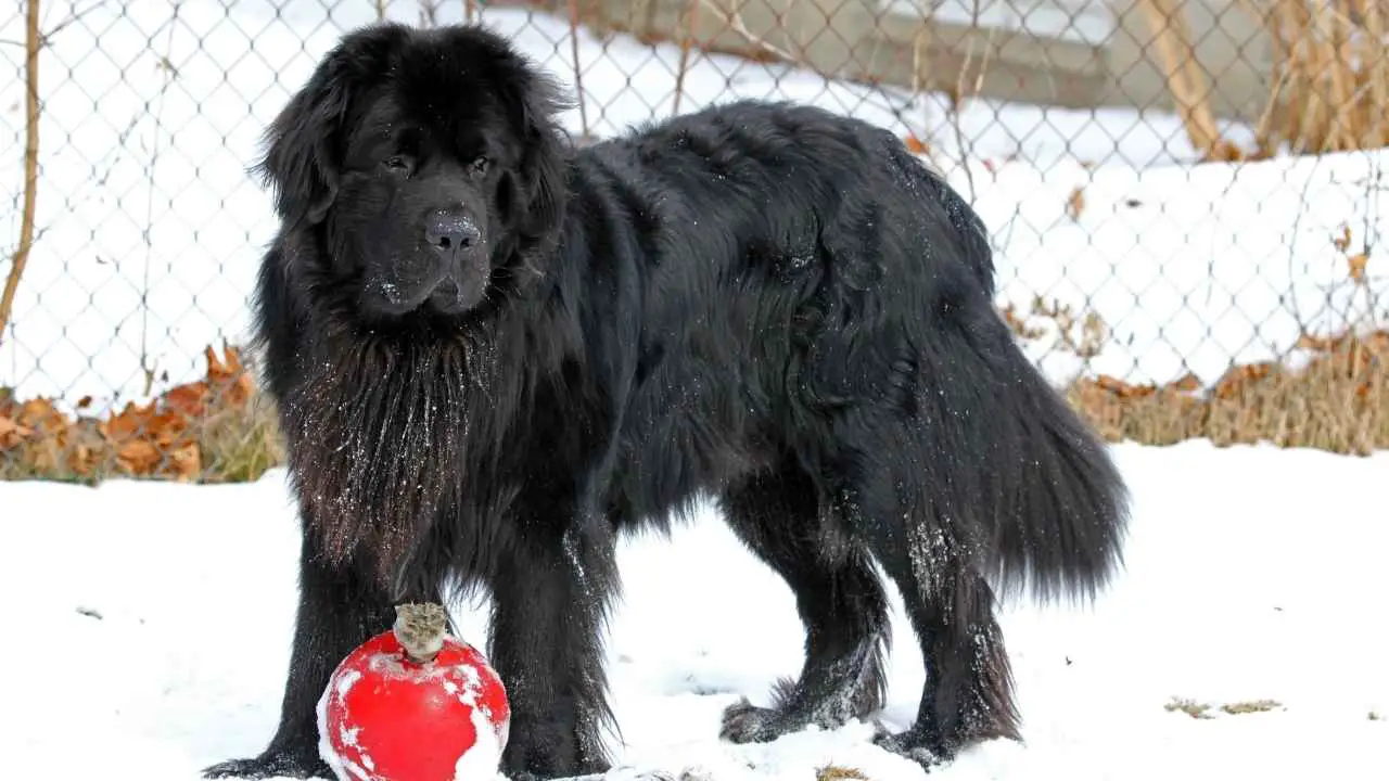 Newfoundland