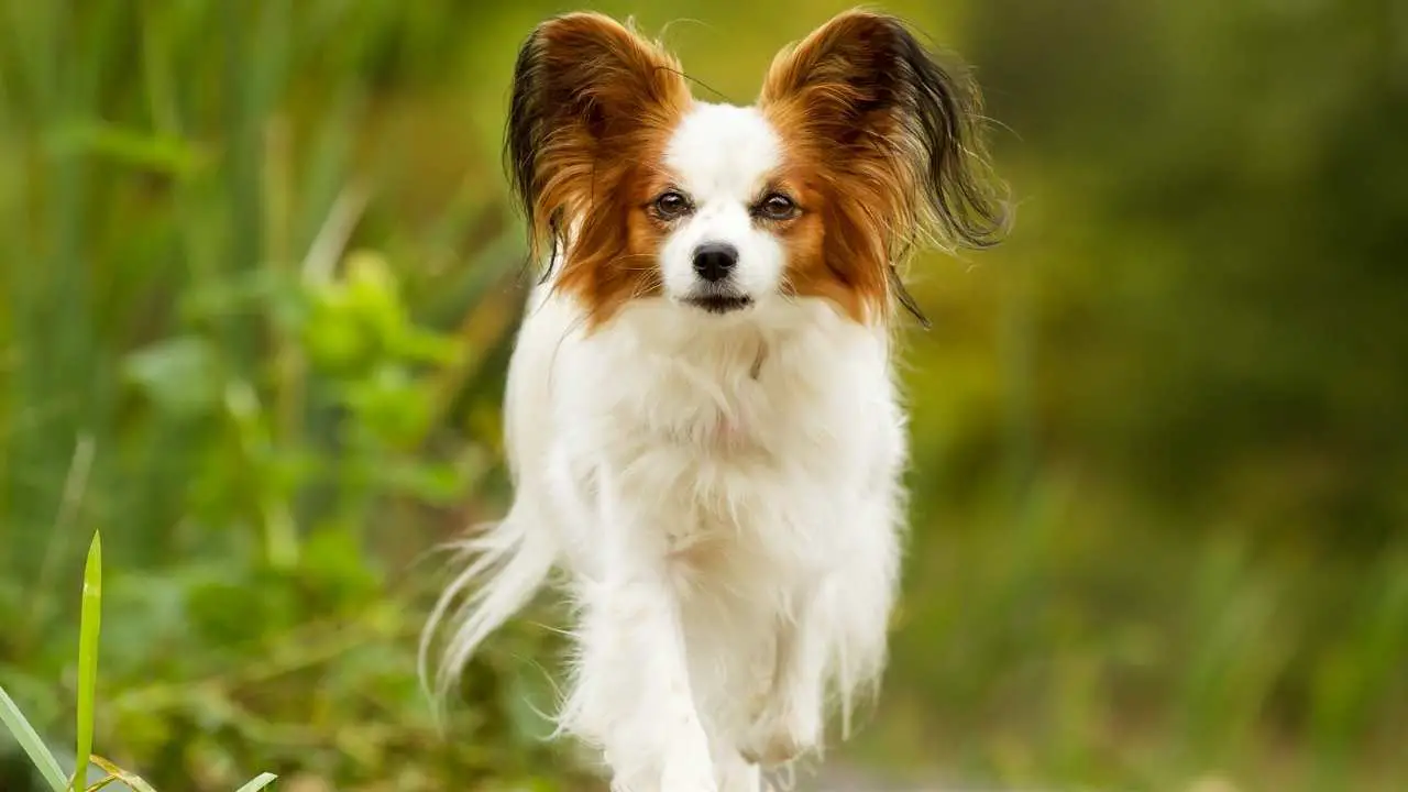 Papillon