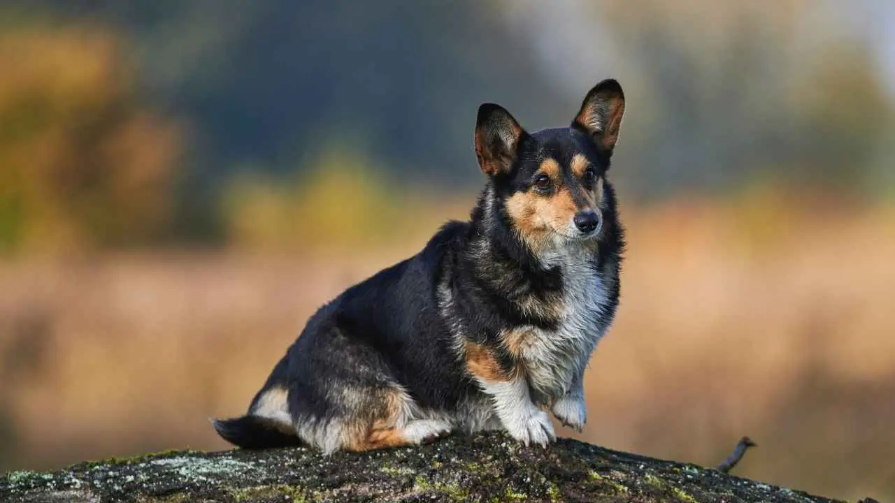 Pembroke Welsh Corgi