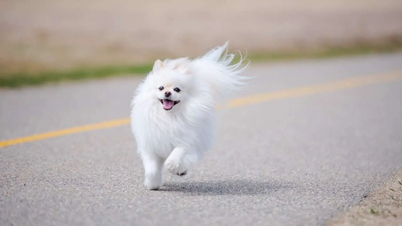 Pomeranian