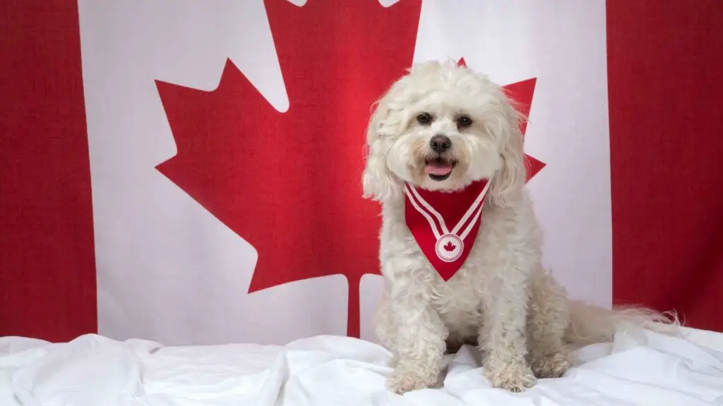 Popular Dog Breeds in Canada