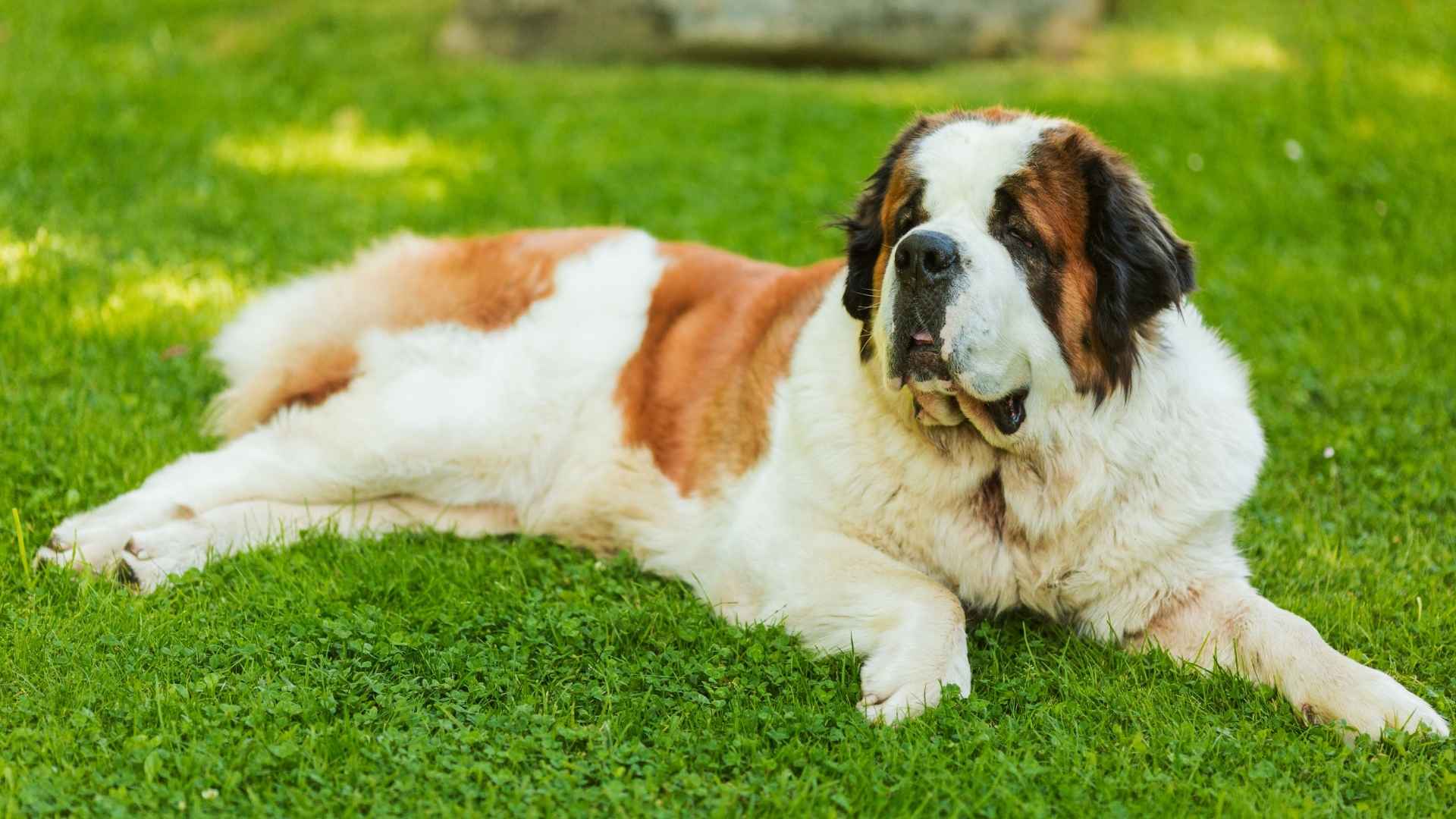 Quiet Large Dog Breeds for Peaceful Companionship