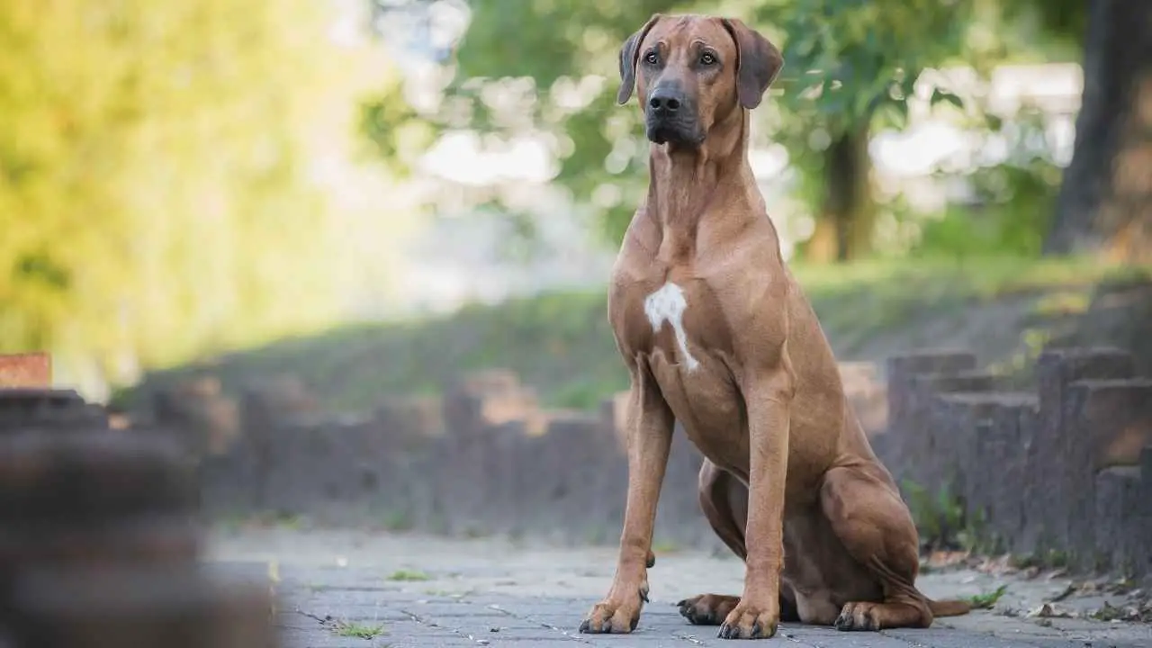 Rodeesia ridgeback