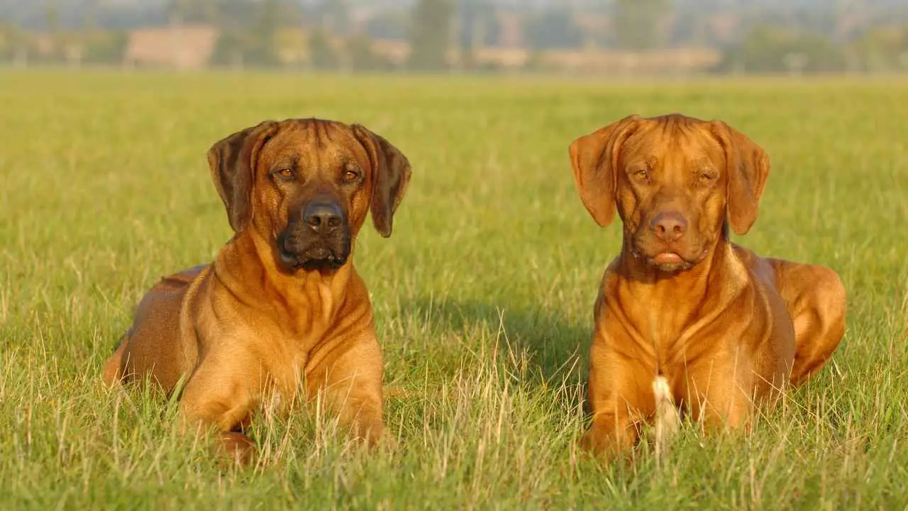 Rodeesia ridgeback