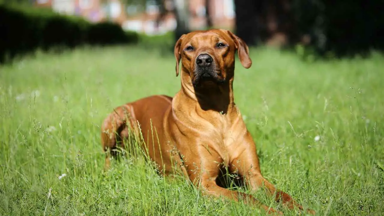 Rodeesia ridgeback