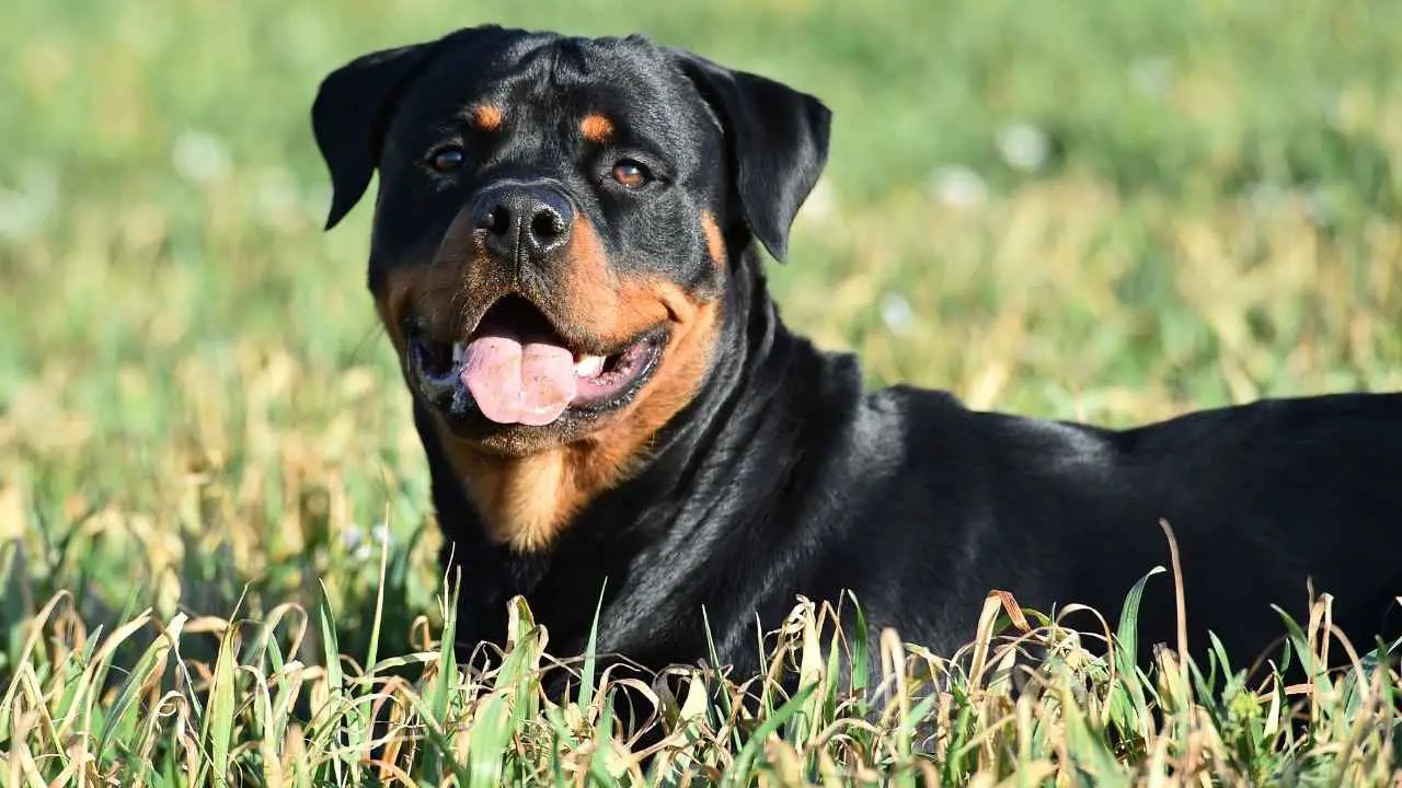 Rottweiler