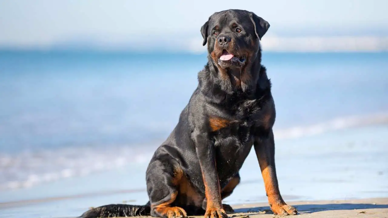 Rottweiler