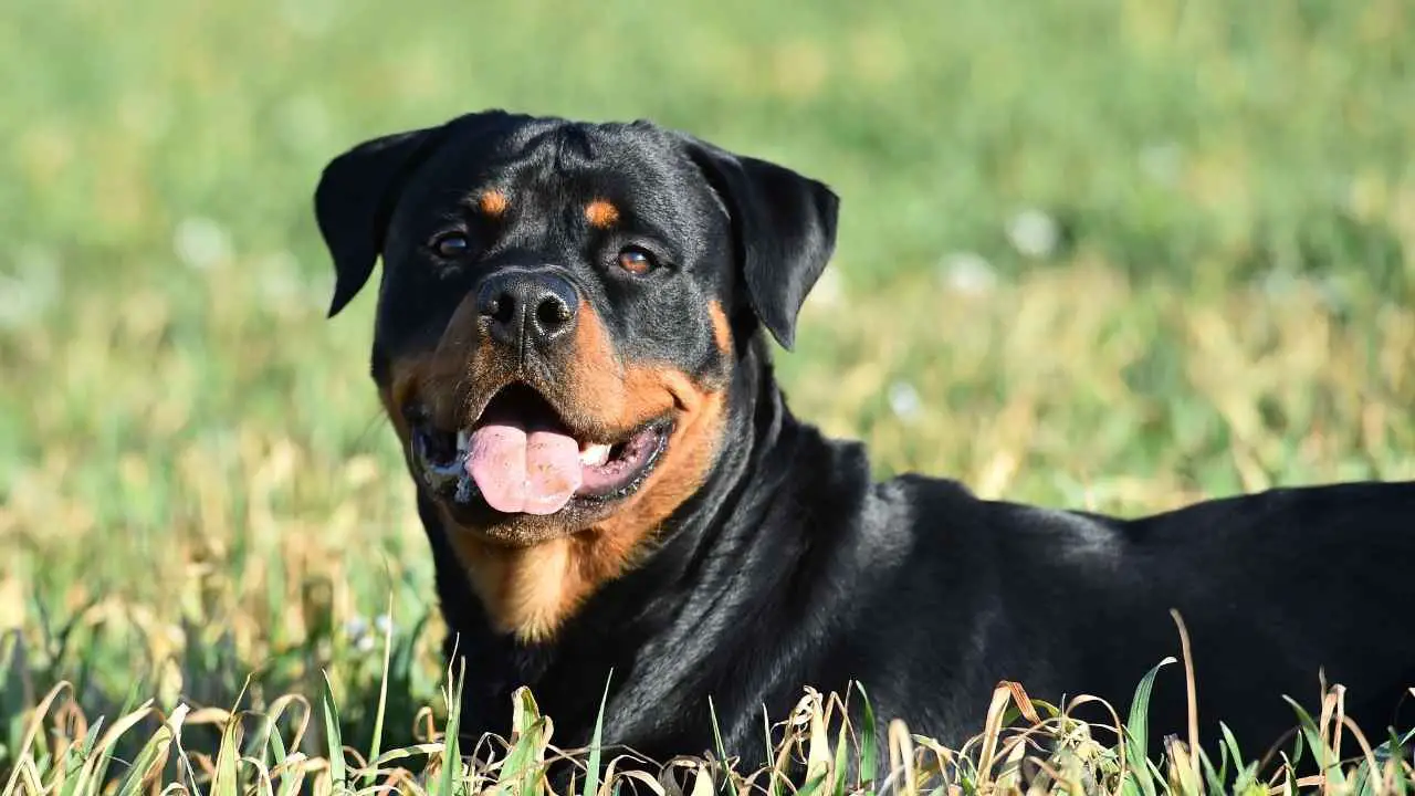 Rottweiler