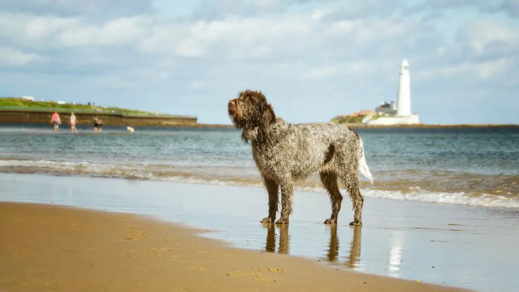 SPINONE ITALIANO 12