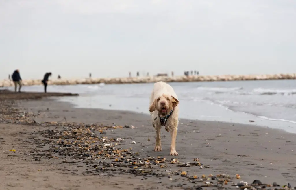 Spinone Italiano