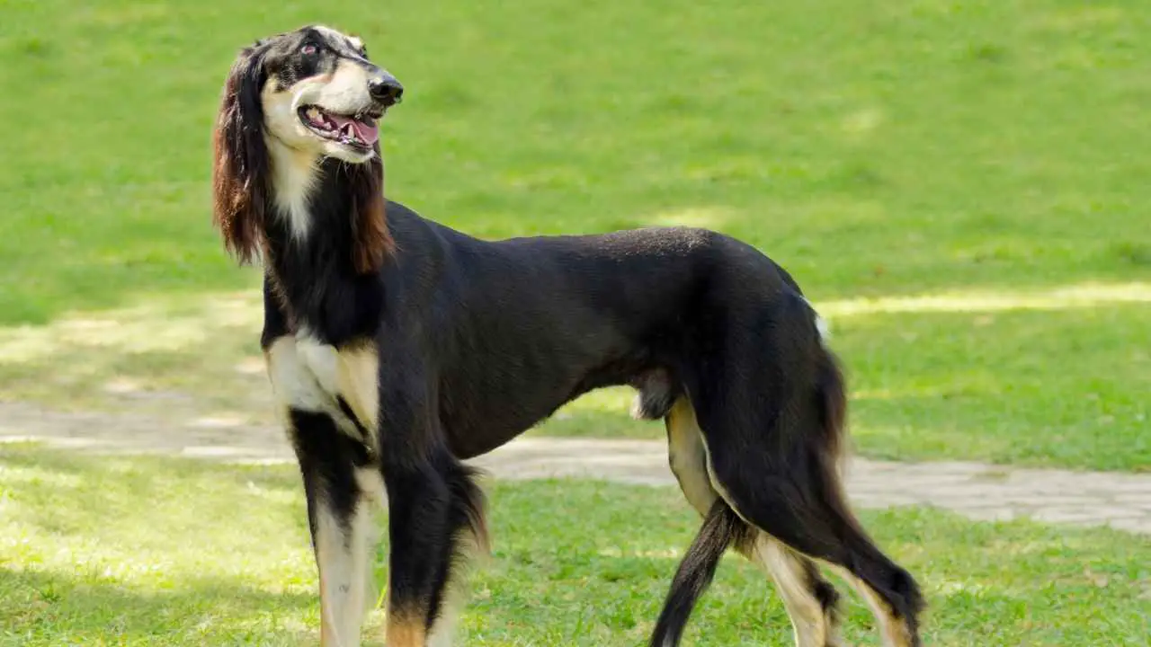 Saluki