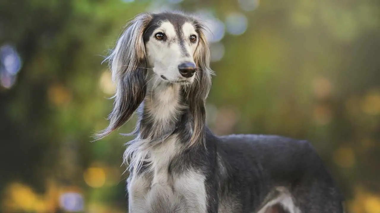 Saluki