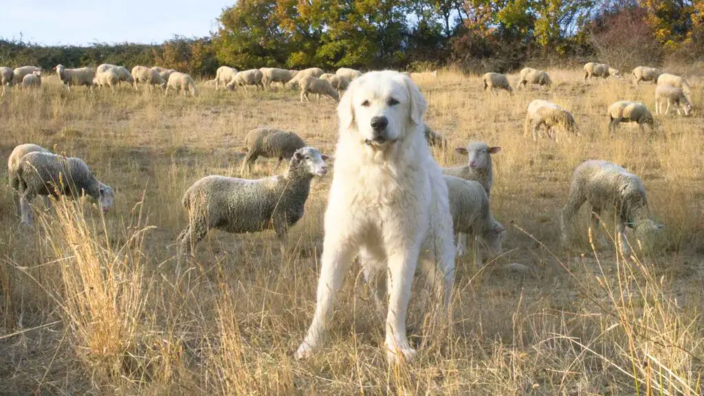 Sheep Guard Dog Breeds for Protecting Your Flock