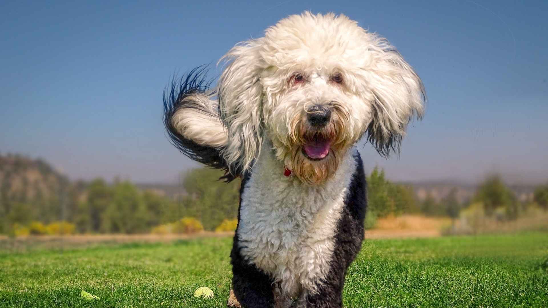 Sheepadoodle