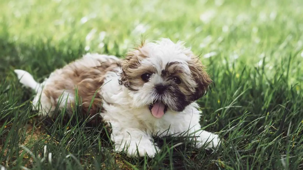 Shih Tzu