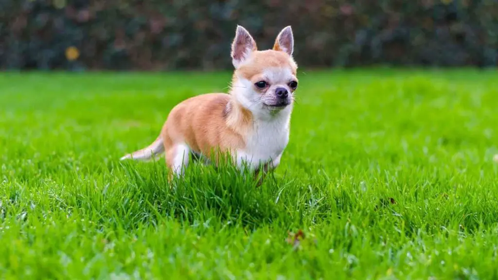 Short Hair Chihuahua 1