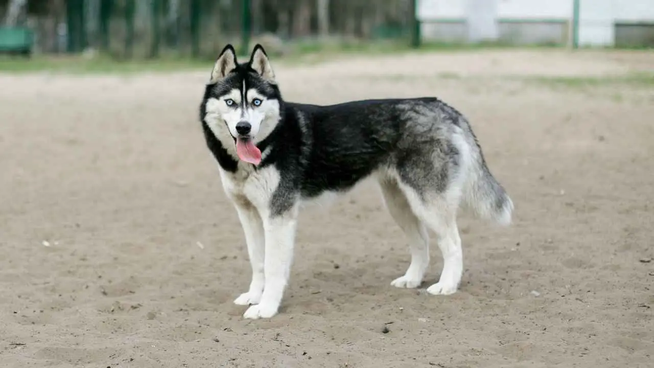 Siberi husky