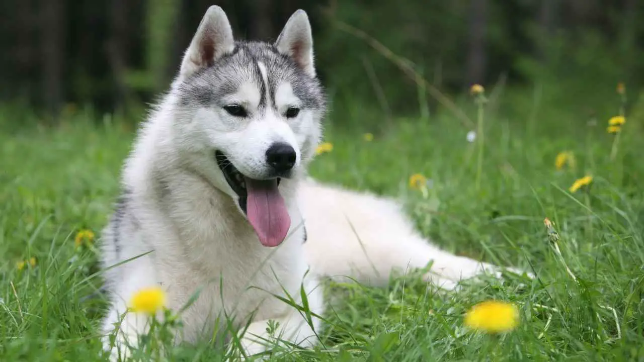 Siberi husky