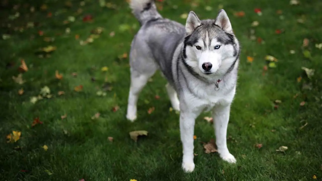 Siberi husky