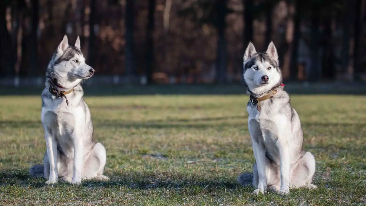 Siberi husky