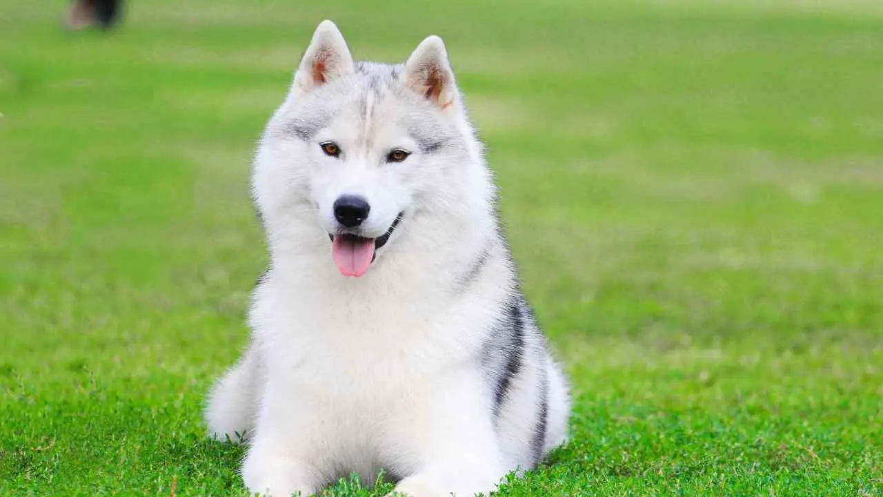 Siberi husky