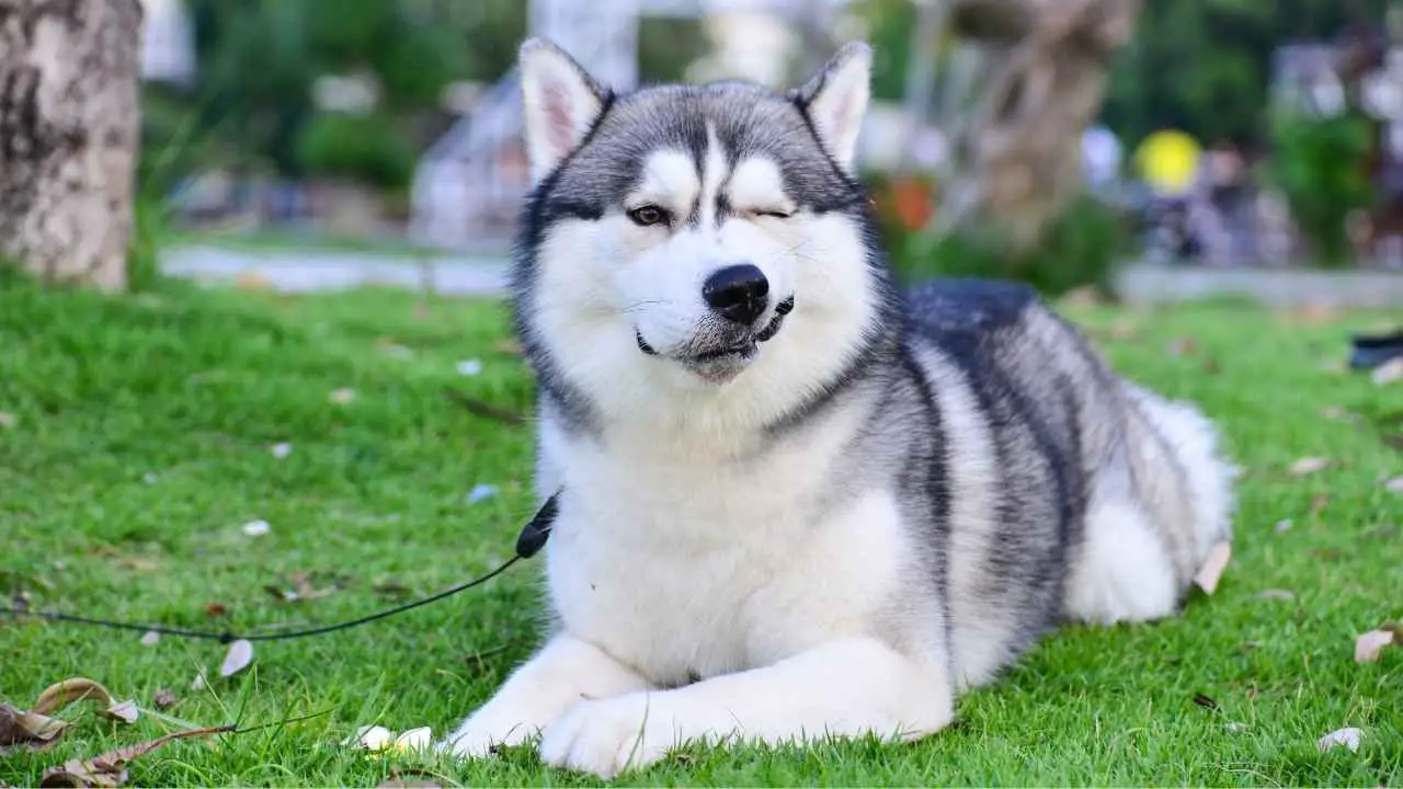 Siberi husky