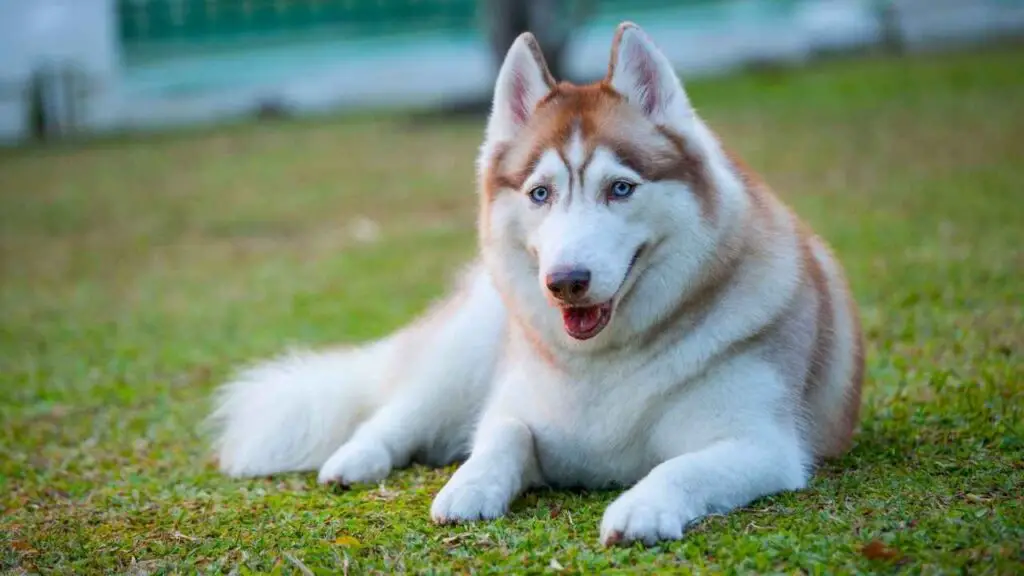 Siberi husky