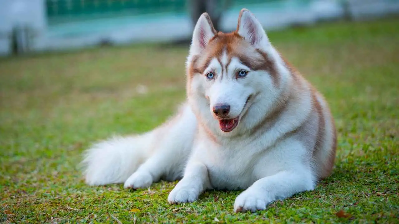 Siberi husky