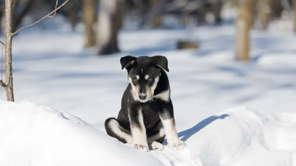 Siberi retriiver 