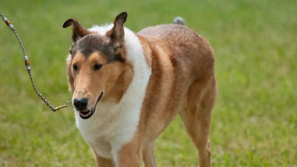 Smooth Collie