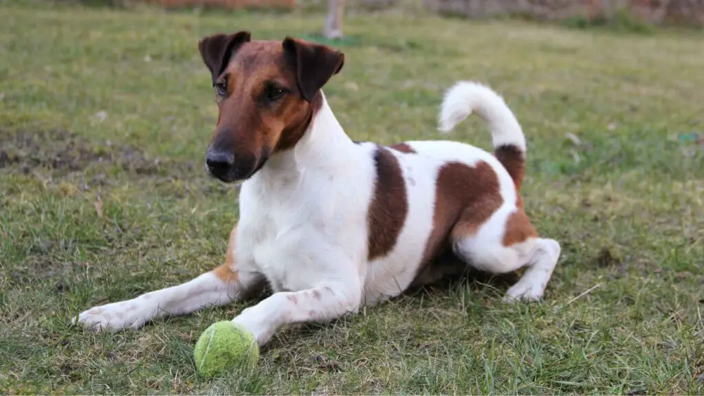 Smooth Fox Terrier