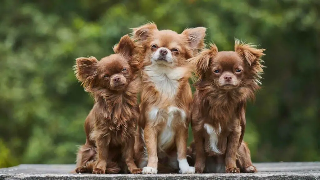 Top Types of Chihuahua