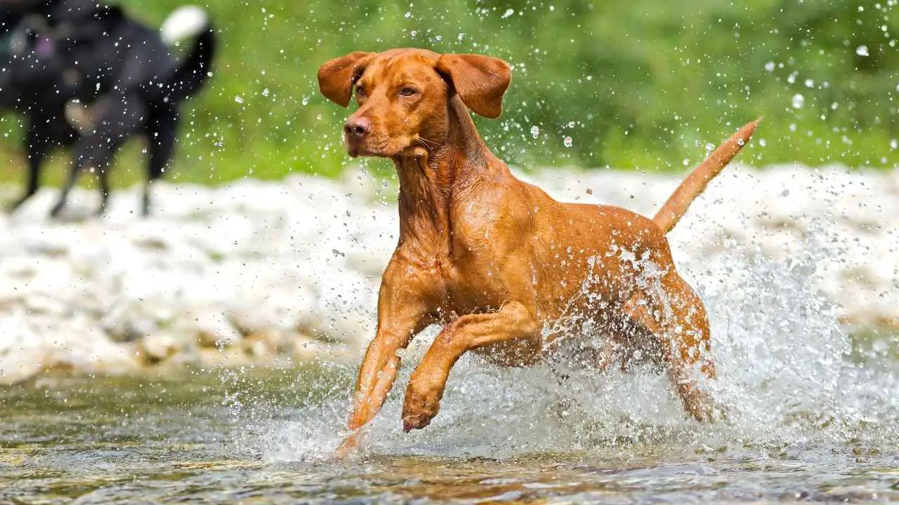 Vizsla