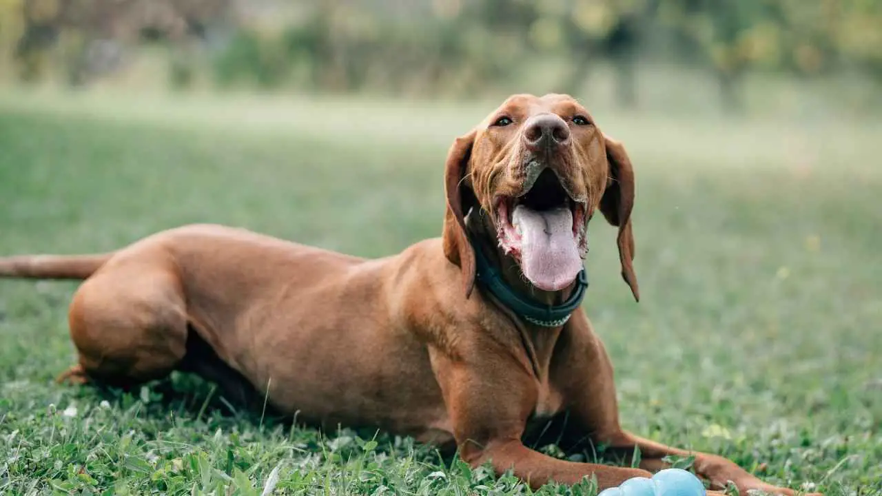 Vizsla