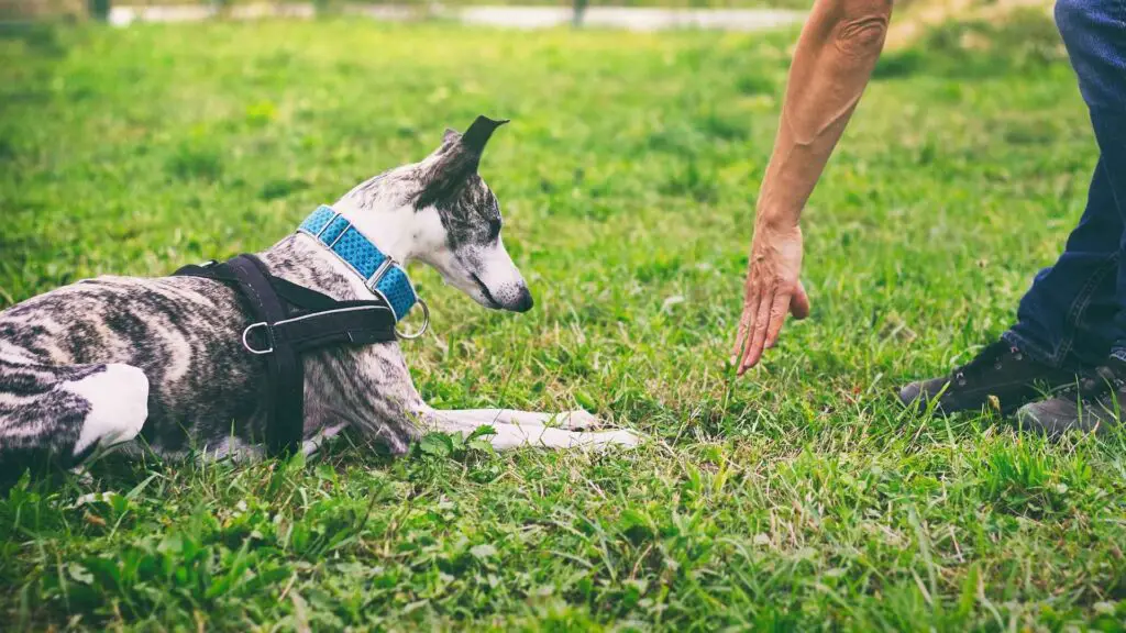 Well Behaved Dog Breeds