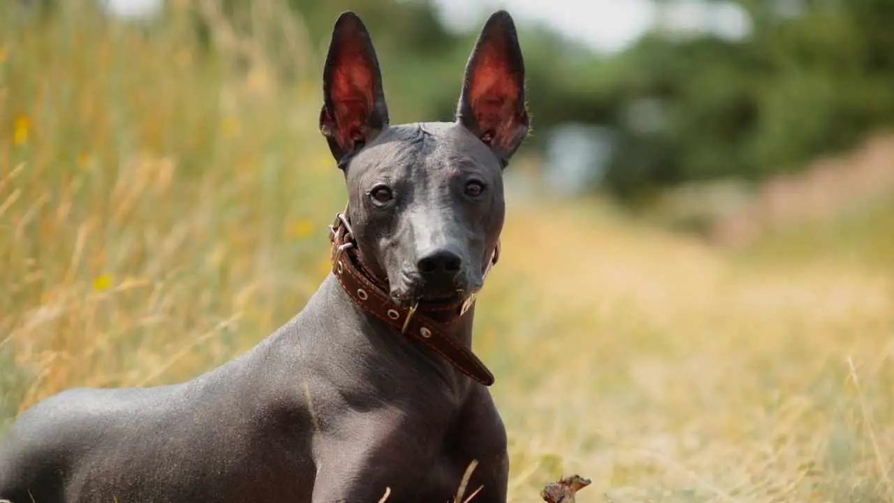 Xoloitzcuintli