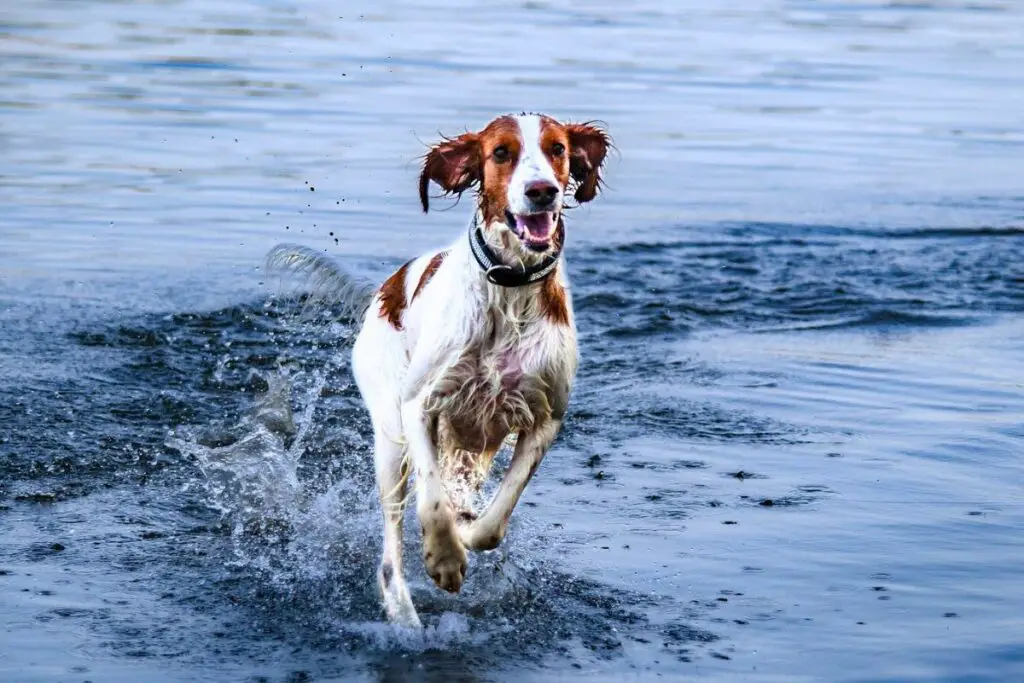 inglise setter